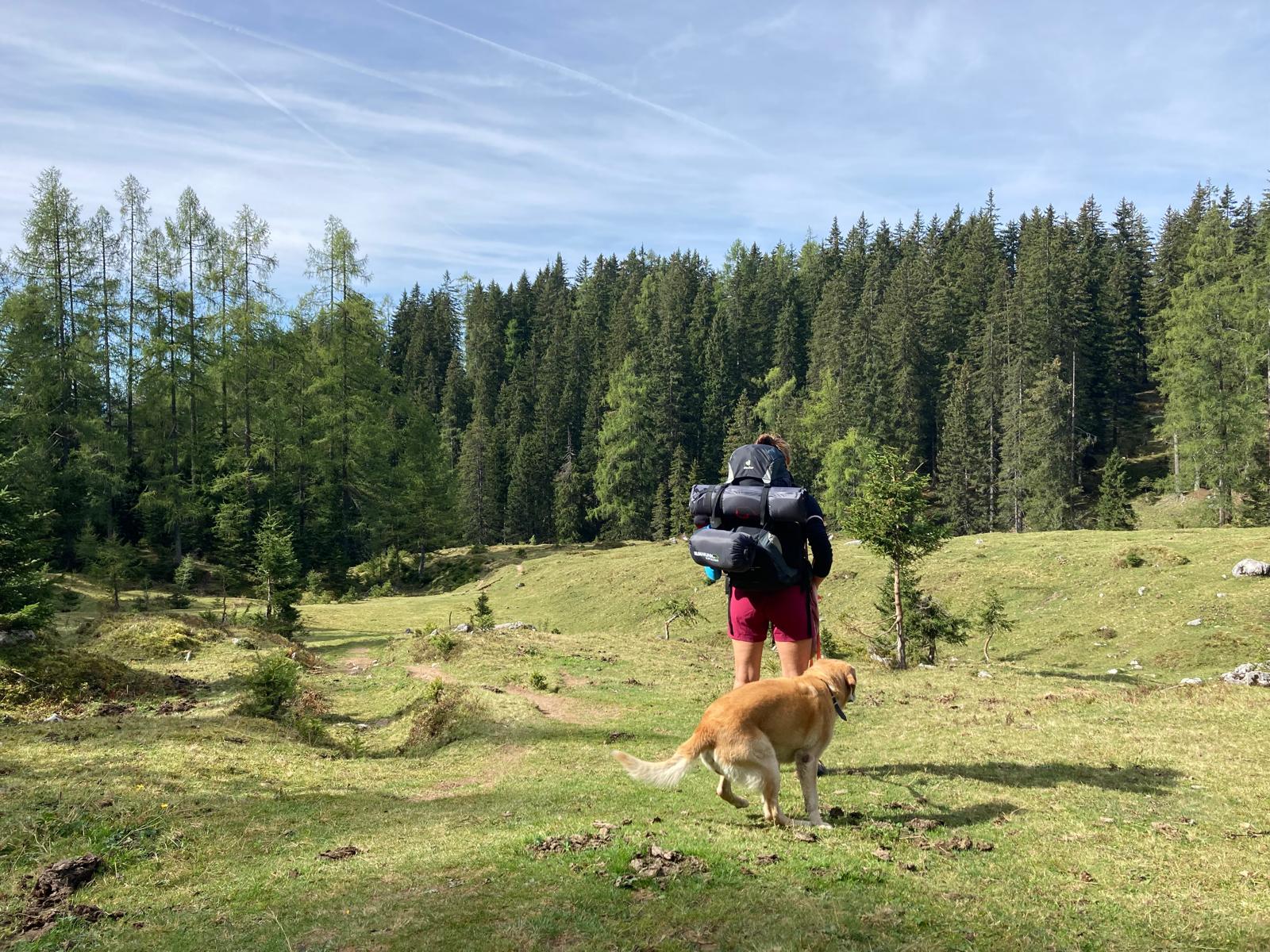 Urlaub in Flachau mit Hund